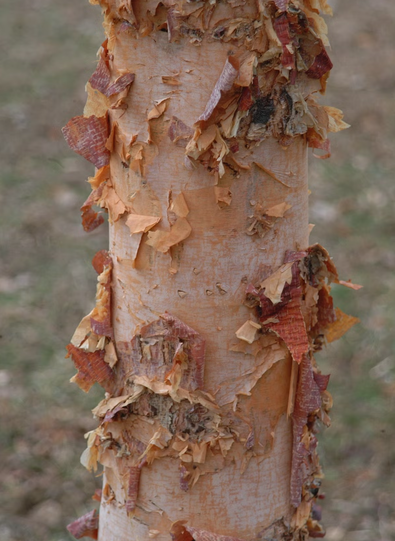 The Standout Star of the Winter Garden: River Birch